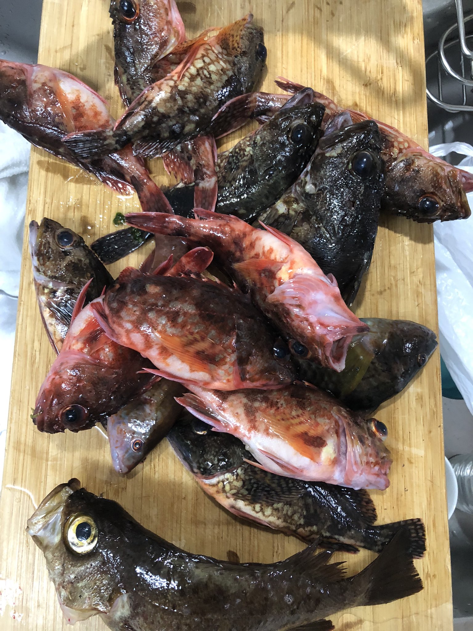 تويتر ながおさ على تويتر この前のゴムボートでの釣果 アラカブがたくさん あとはメバルとクサブ もちろん子持ちとチビは逃しています しかし うち2匹は子持ちでした ごめん 刺身はやっぱりうまい メバルの刺身って意外と水っぽいんですね ちゃんと締めたつもり