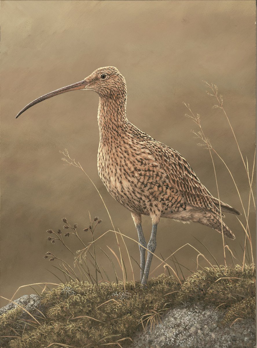 My painting of a curlew🎨🖌( those beaks.... ❤️) #WorldWetlandsDay #wildlifeart