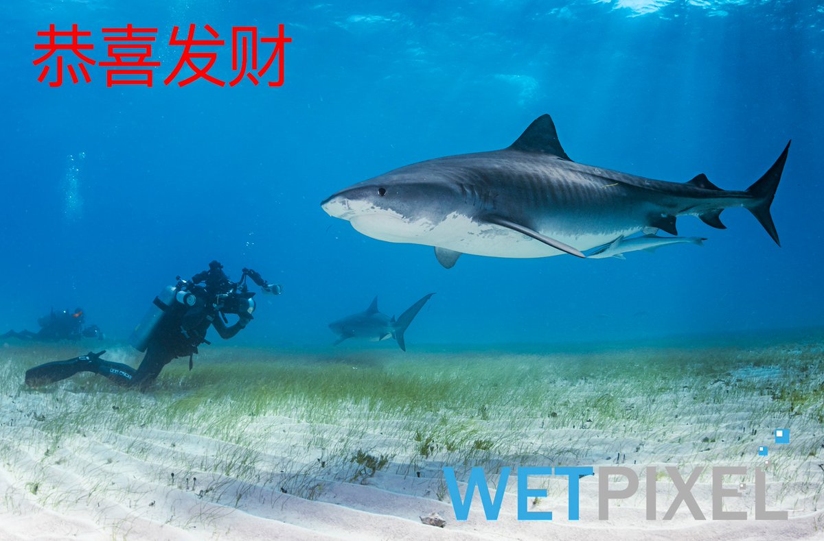 Wishing everyone a very happy Year of the Tiger!