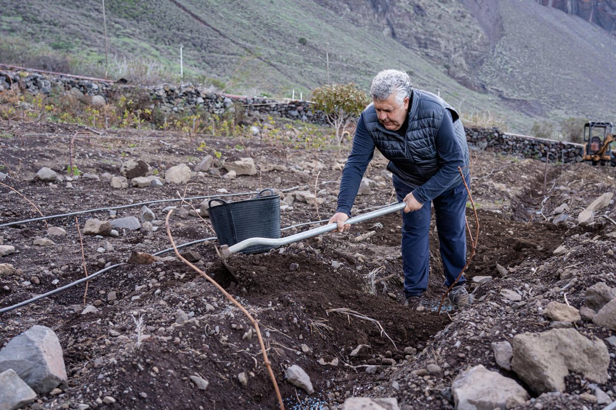 doelhierro's tweet photo. Acompañamos a Herminio Sánchez, propietario de la Bodega HM Las Vetas, en las labores de plantar nueva viña para ampliar su cultivo.

La parra es una de las plantas más fuertes y agradecidas pero eso no quiere decir que no requiera de cuidados y trabajo a lo largo del año. https://t.co/YQ6ajETu2d