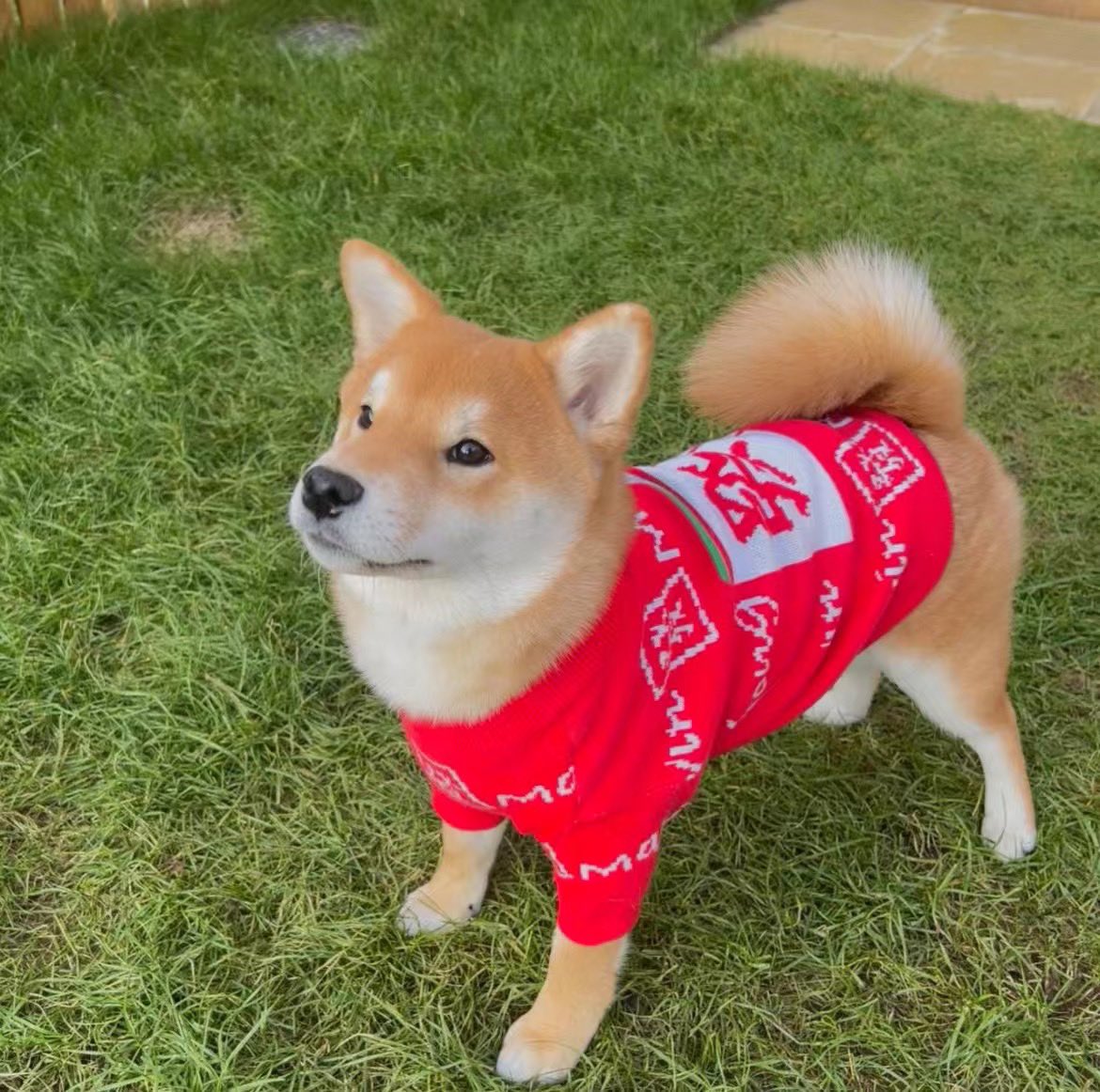 YBingtao's tweet photo. This is my doggie and best friend. Her name is Deng( means light) https://t.co/90Tc5XyQYs