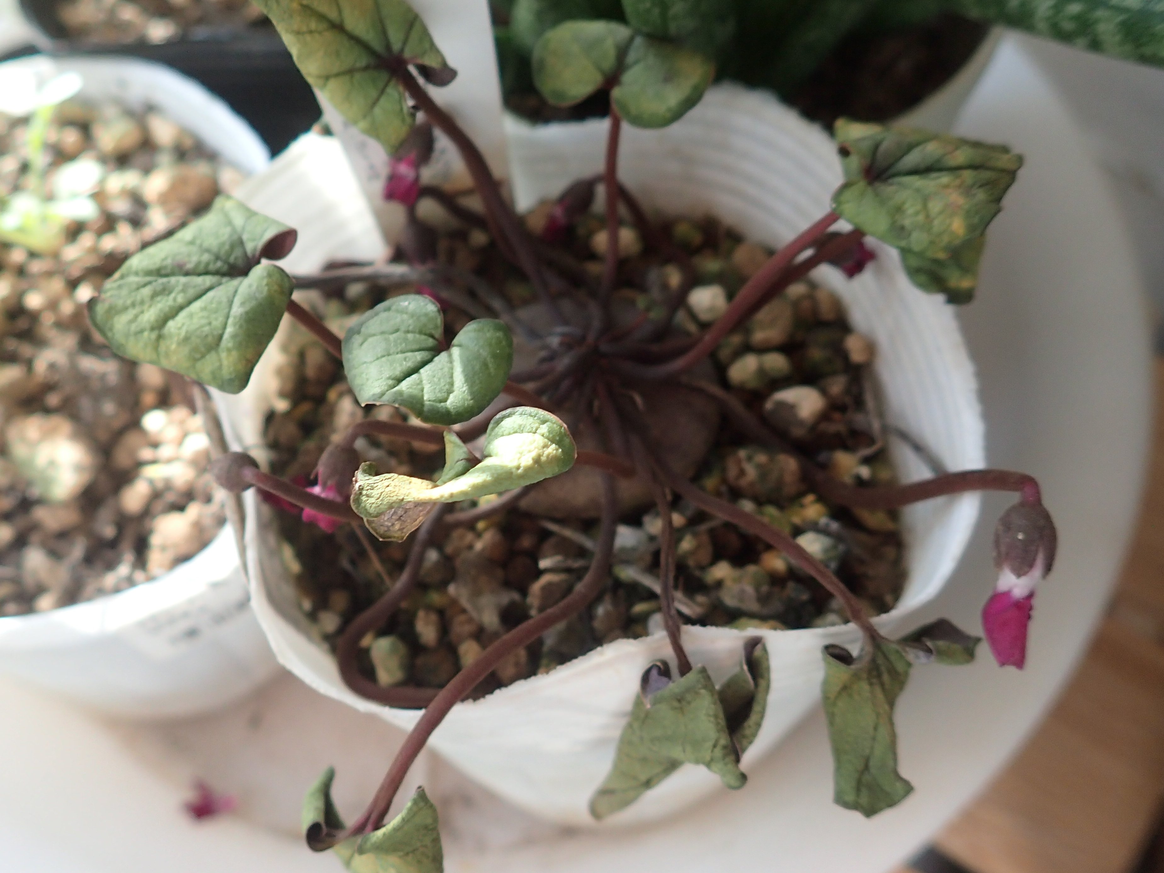 ベホイミ Oh Neda Twitter