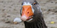 LebenSchones's tweet photo. Schauspieler Ralf Möller zeigt sich als "Pflanzenfresser" stark, fit und fleischfrei https://t.co/oBvlh0EOKx #vegan #veganismus https://t.co/1d5ZKWDQur