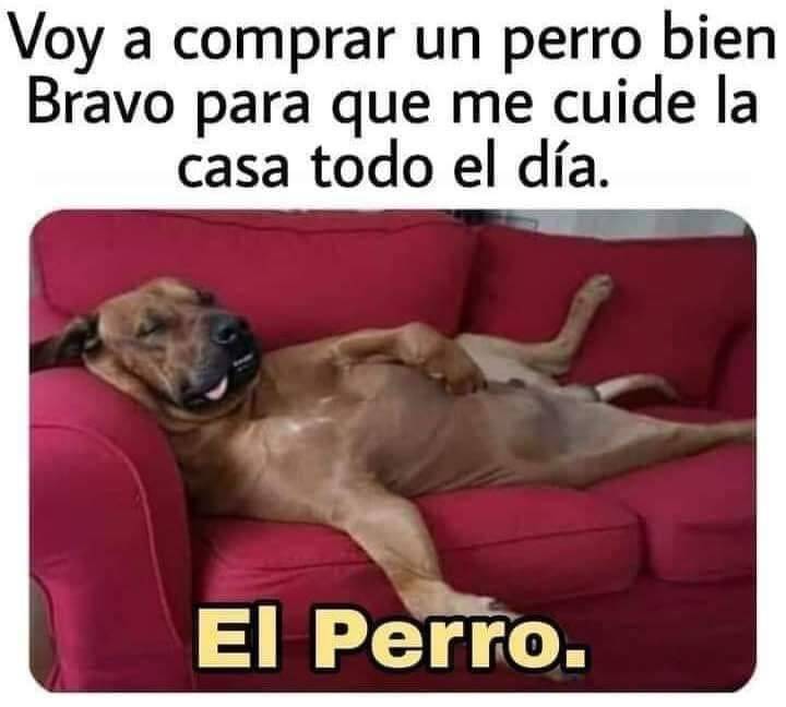 Son parte de la familia, compañeros de vida, mejores amigos no son alarmas  ni guardias 😁