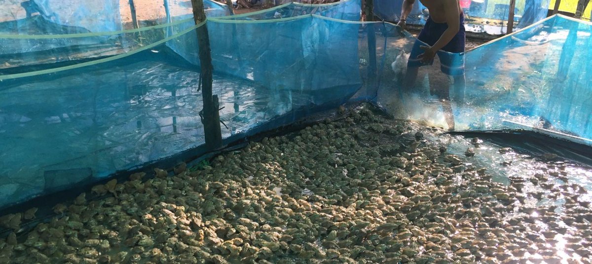 AFD_France's tweet photo. #PFUE2022 Face au #Covid19 au #Cambodge, le projet d'#aquaculture #CaPFish, que soutenons avec @EUCambodia, a adapté ses pratiques pour renforcer la #sécuritéalimentaire et diversifier les activités économiques des ménages en zones rurales ➡️https://t.co/JwFEj6FLly #AFDxUE https://t.co/8M4riYiXT9