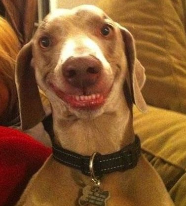 Reply with a pic of your pet smiling 😃🦷brighten everyones day #brushyourcanines