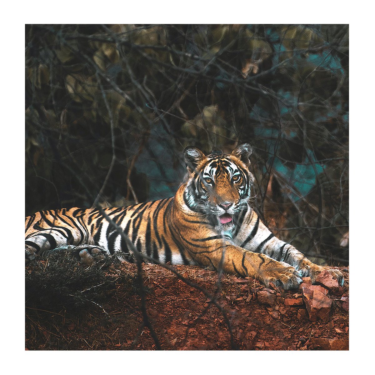 Critically Endangered Socks tweet media