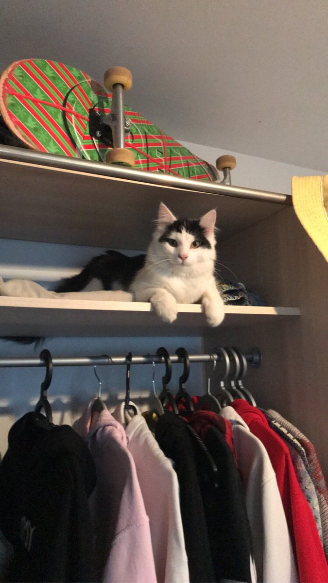 eymerick_ptrln's tweet photo. ⚠️ Mon chat a disparu depuis ce matin 8h, il n’est jamais allé à l’extérieur et a 1 an seulement, si quelqu’un l’aperçoit dans Durrenbach 67360 et ses alentours j’en saurais gré qu’on me contacte… il ne possède pas de collier et a une longue queue si jamais.
Merci d’avance ! ⚠️ https://t.co/UVrWRNNigo