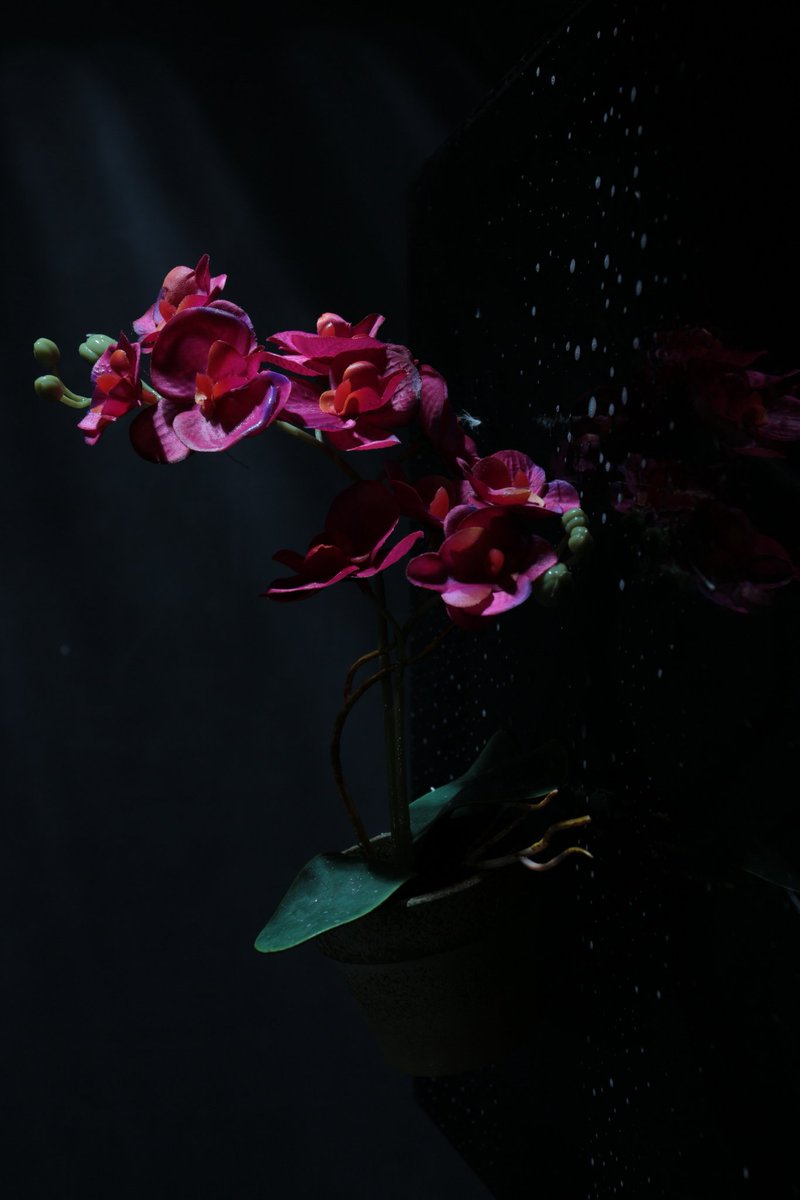 ulebuls's tweet image. Anggrek merah