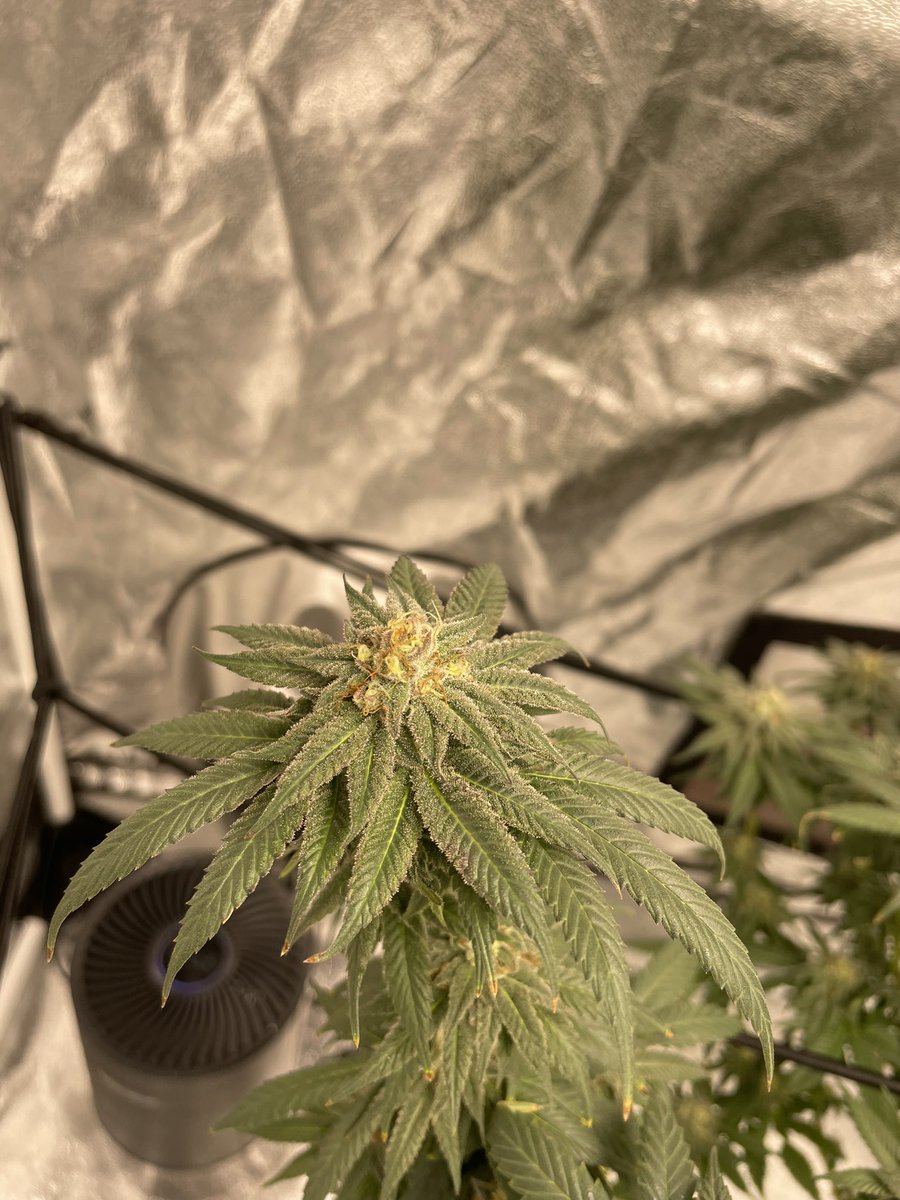 Bubba Kush x Cherry Pie from <a href="/irvineseedco/">Irvine Seed Company</a> 😍 it’s smelling real sweet up in here #growyourown #sf2000