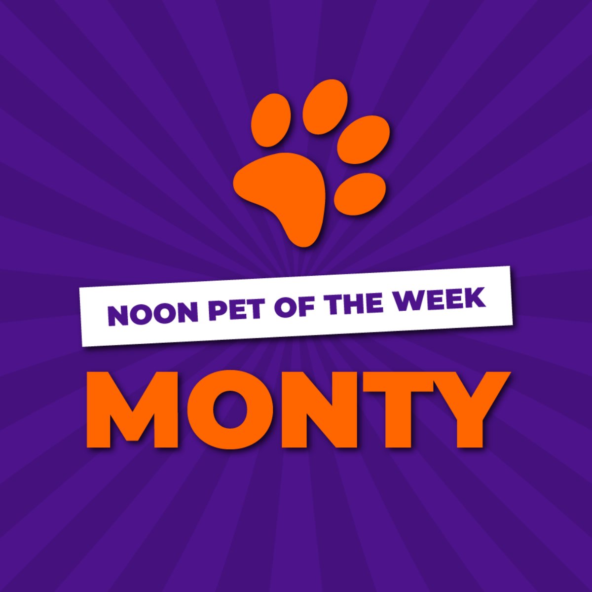 Monty is looking for a new home! Watch the video segment to learn more about this adorable pup: wxii12.com/article/noon-p…. #NoonPetoftheWeek #BlazeAir
