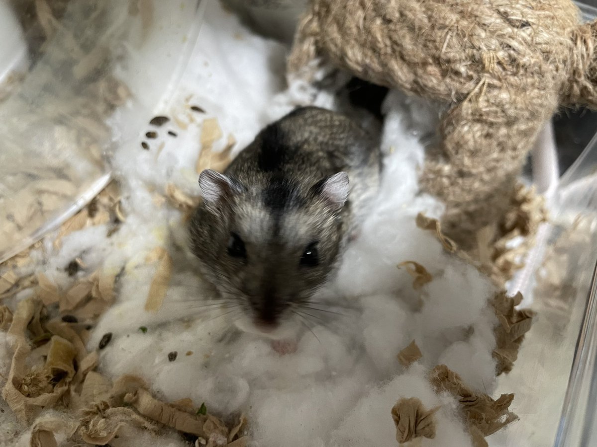 alfred_arthur's tweet image. そんな可愛いうちのハム(ピンぼけ)  #にゃこ  #ハムスター