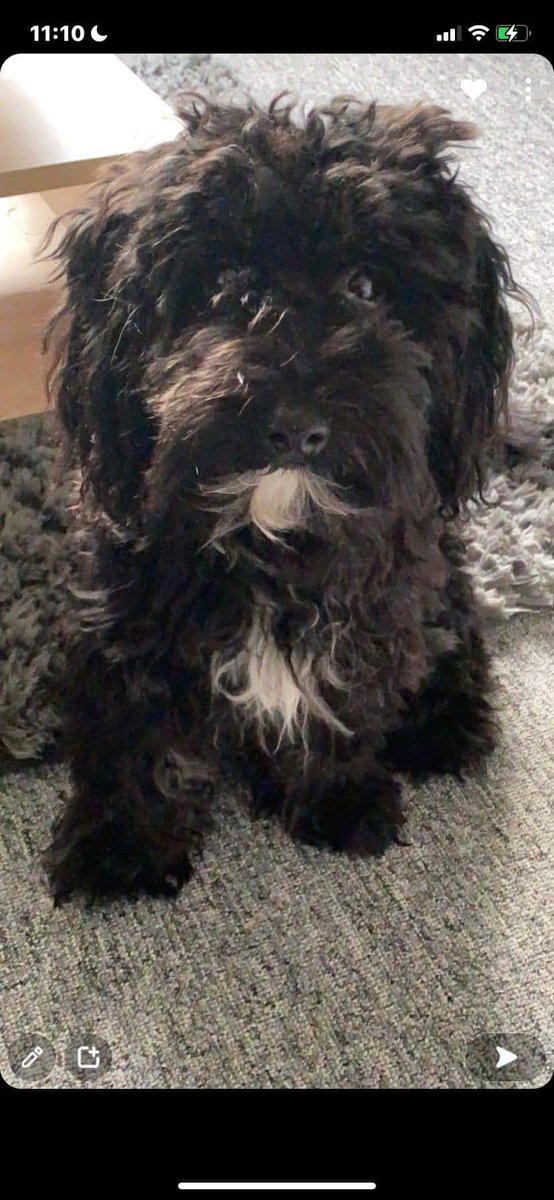 Co11ison's tweet photo. ****PLEASE HELP!!!!**** 
Has anyone seen our dog? He’s escaped from our garden and we are hoping he is still around the Hellesdon area. If you have seen him or have him can you please please get in contact. https://t.co/6vqDML9TP5