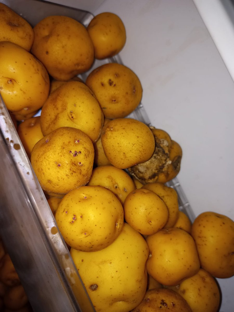 LAFM1150Neiva's tweet photo. Así llegaron los alimentos podridos a nueve instituciones en Iquirá,Huila en el primer día del #PAE. Más de 400 estudiantes no pudieron consumir sus raciones, así lo denunciaron los líderes de la región. https://t.co/aGbZW8p2fw