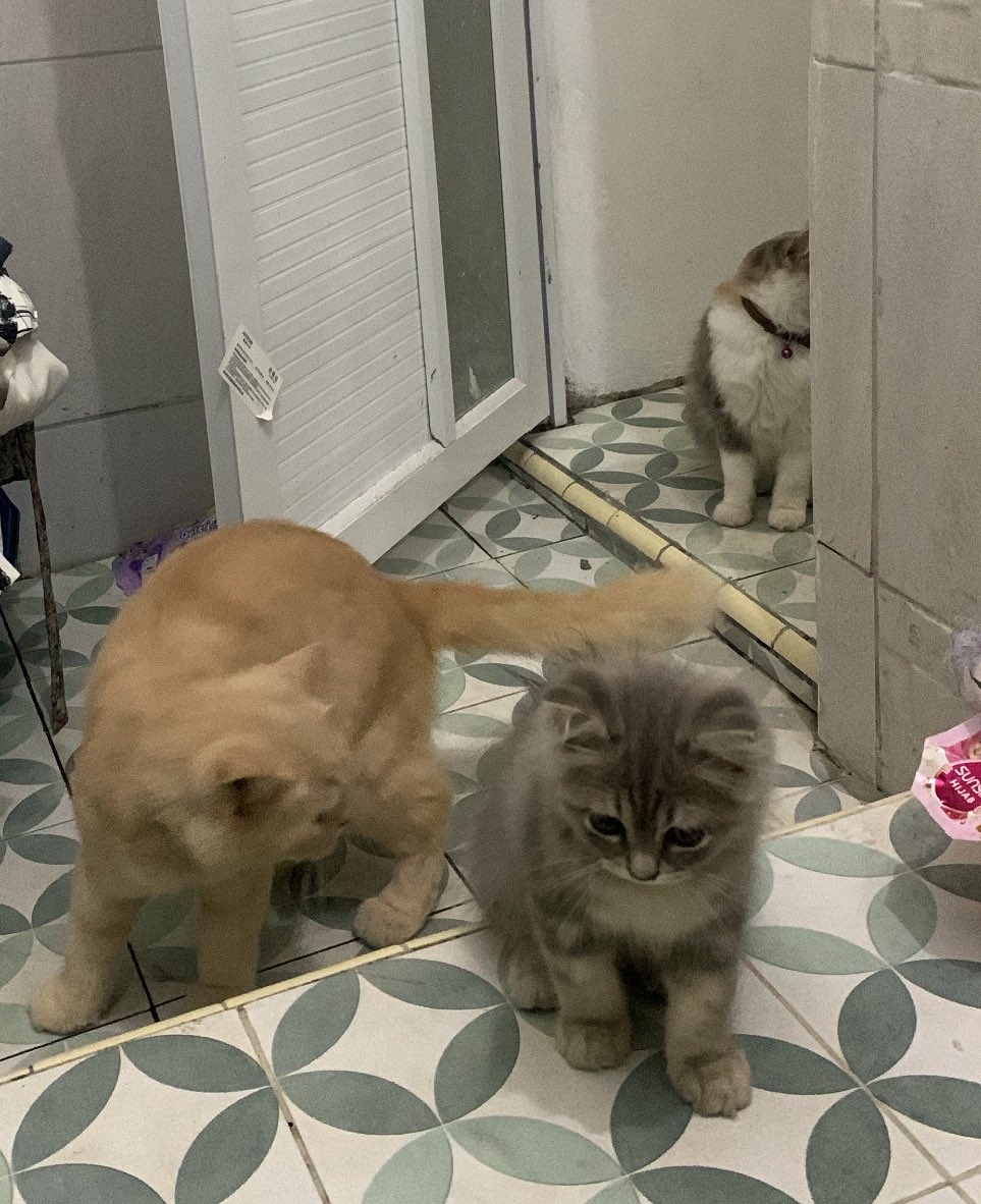 jam segini pup ada yg nemenin 3 butir meong 😩 kcg!