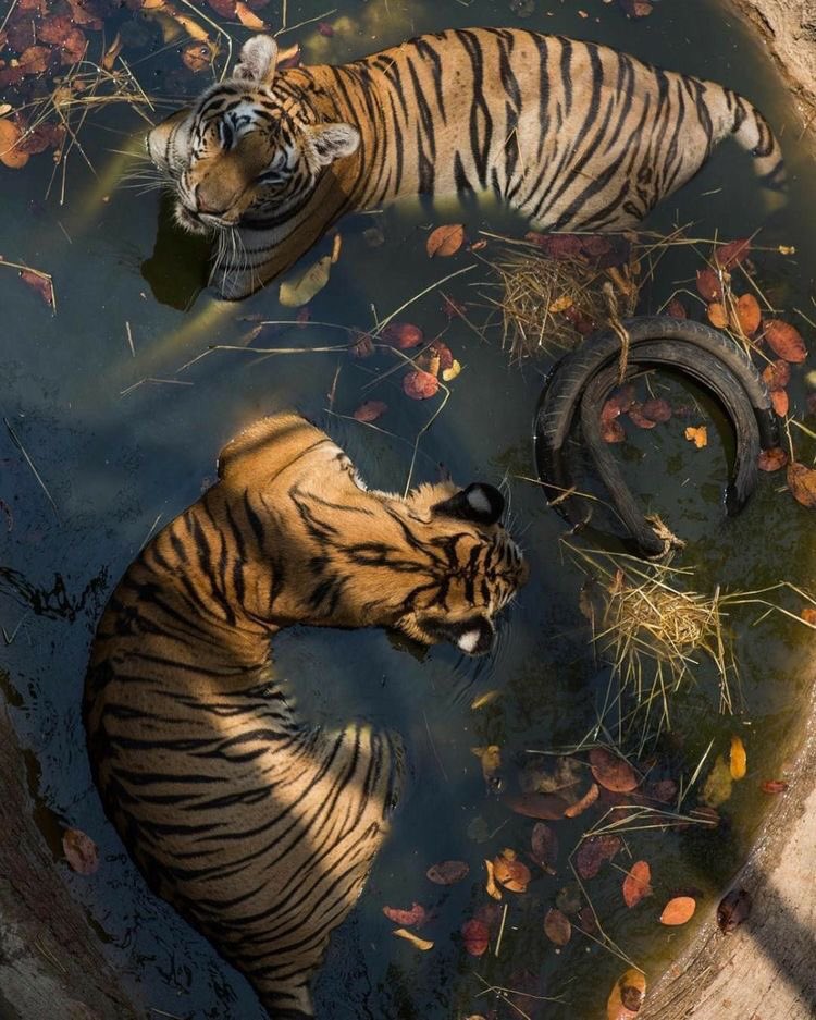 🐅 year of the water tiger 🐅