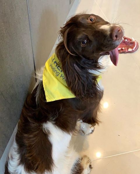 PetsAsTherapyUK's tweet photo. Smiles all around! πΆ
Last week, Sam became a professional listener-of-children via our #Read2Dogs scheme. π
Congratulations from us and the rest of the #PATFamily. We just know you're going to do an amazing job! π
Image and story via @sam_the_therapy_spaniel on IG https://t.co/f3PtjMEqvL