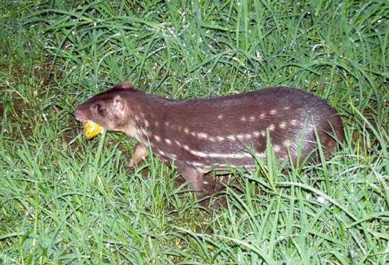 cataleirxs's tweet photo. Us presento avui a la PACA, un rosegador que viu als boscos humits de l’Amèrica subtropical. És el segon major rosegador, per darrera de la capibara, fa uns 10 kg de pes, més de mig metre de llarg i uns 30 cm d’alt. És herbívor, menja sobretot fruites madures del terra.
#BioBR https://t.co/tGYWSJFFD1