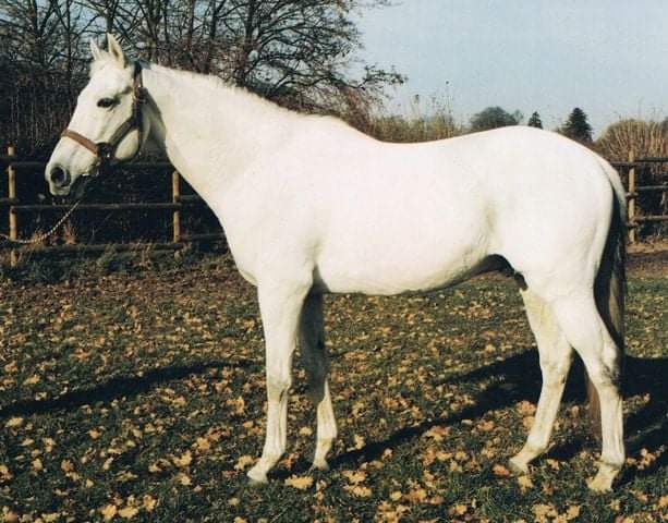 HORSERACING1002's tweet photo. GATO DEL SOL (COUGAR II) 
#GatoDelSol Kentucky Derby winner stood at @stonefarmky @KentuckyDerby @ChurchillDowns https://t.co/9XNiEANRms
