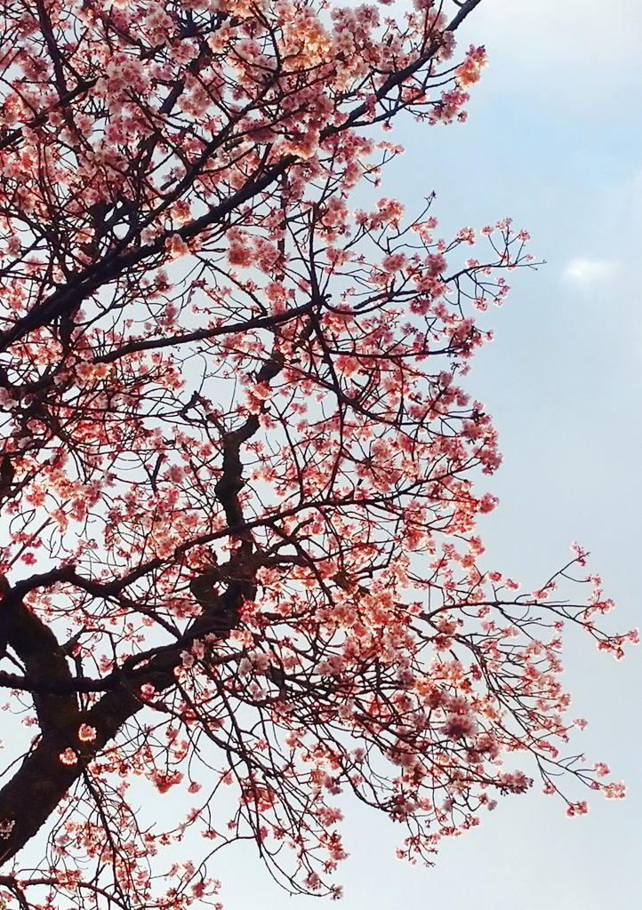 熱海桜 Twitter Search Twitter