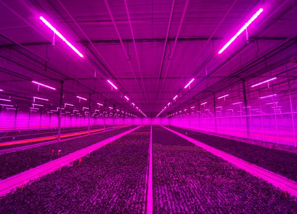 Mooi nieuws! Mijn bloemen collega's in de Lier stappen over op energiebesparende LED verlichting in de kas, via <a href="/bpnieuws/">bpnieuws</a> #energiebesparing #verduurzaming <a href="/Syngenta_BNL/">Syngenta Benelux</a> <a href="/SyngentaFlowers/">Syngenta Flowers</a>  bpnieuws.nl/article/939558…