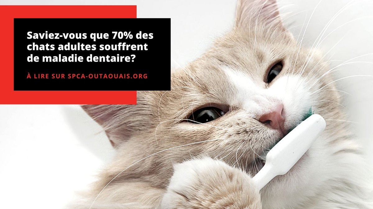 Février marque le mois de la santé dentaire chez les animaux de compagnie, un facteur déterminant dans la qualité de vie, le confort et même la longévité de votre compagnon poilu! 

À lire sur le blogue🔗 spca-outaouais.org/nouvelles/blog…