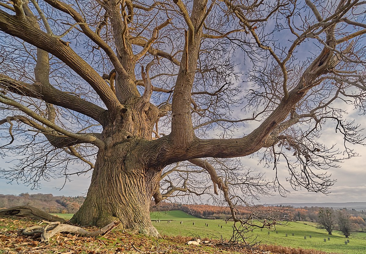 MatthewJThomas_'s tweet photo. I call this Sweet Chestnut 'the Cowdray Heffalump' (the Cowdray Elephant is another Chestnut not far away). Despite being 8.2m in circumference, there are at least 11 larger Chestnuts in Sussex, all 'only' about 300 years old. @WoodlandTrust @AncientTreesATF #thicktrunktuesday https://t.co/LPTIzn7mFi