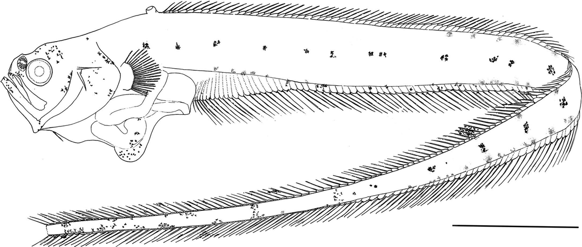 IchsAndHerps's tweet photo. 🐟 A Description of the Pelagic Juvenile of Pyramodon lindas (Ophidiiformes: Carapidae) from the Western Indian Ocean by Bolshakova &amp; Evseenko:  https://t.co/g3eTD8bJYE

Until 23 Mar, access free PDF: https://t.co/LAro1ygHS9
 #ASIHPub https://t.co/yQ56Me2VvV