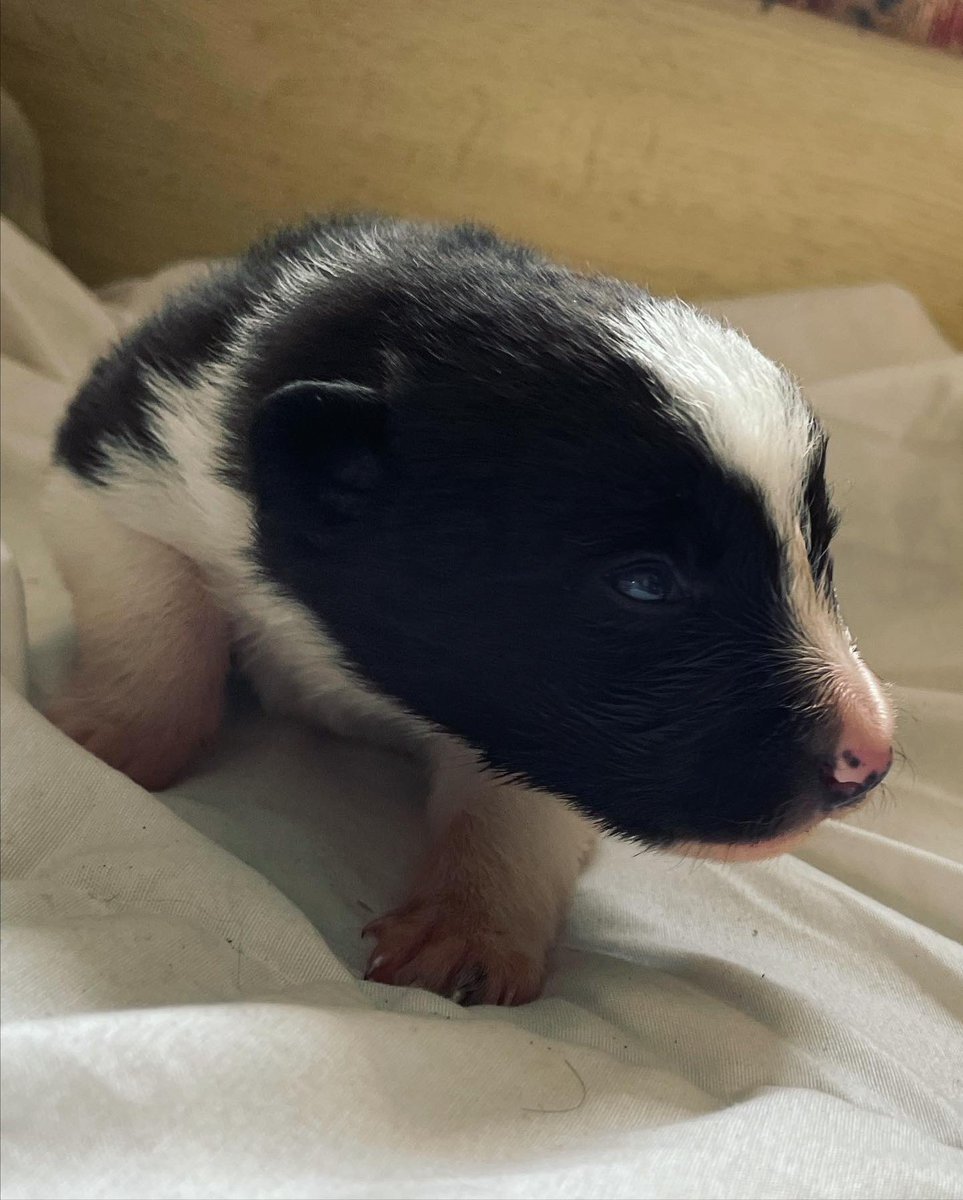 Lillady's tweet photo. Little sheepdog pups starting to look like mini dogs 🥰 #thefuture #bordercollie https://t.co/SYviGd8ZDv