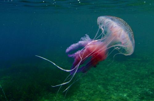 волны. медуза плавает. головоногие моллюски каракатица.