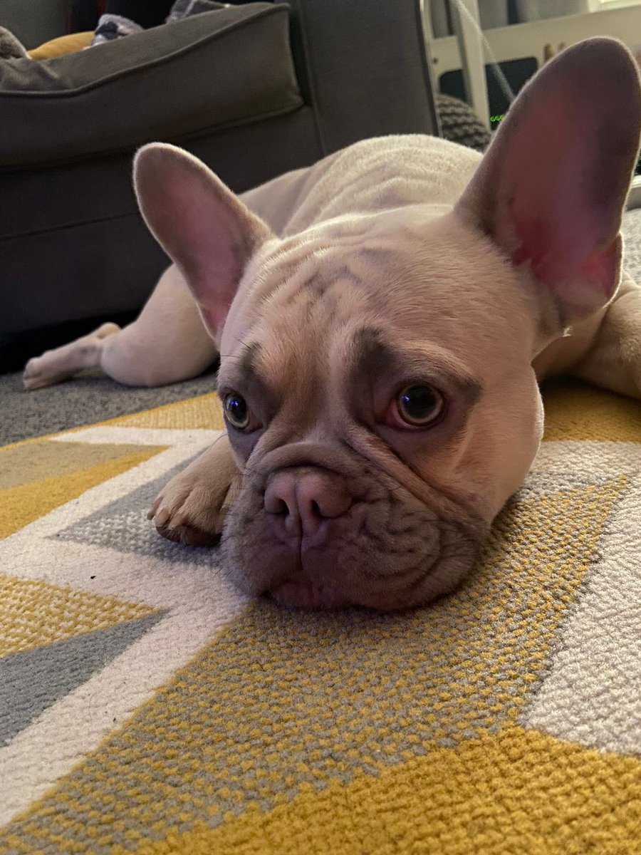 kristooff2's tweet photo. @dog_rates https://t.co/zLR4GTD9SS