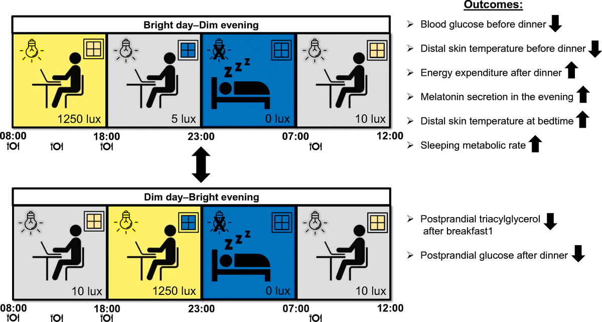 DiabetologiaJnl's tweet photo. Study finds the timing of exposure to bright light influences postprandial glucose metabolism, thermoregulation and energy expenditure during sleep in overweight, insulin-resistant adults https://t.co/vFkM38IUAC https://t.co/aukmFqsRDa