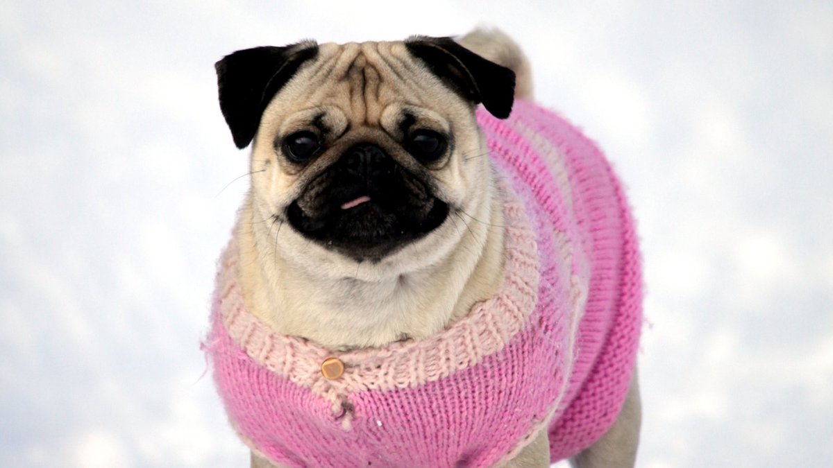 BuddyVpets's tweet photo. Happy February! 

#february #showmethesnow #happyfebruary #pugmug https://t.co/76ZmMRxR9M