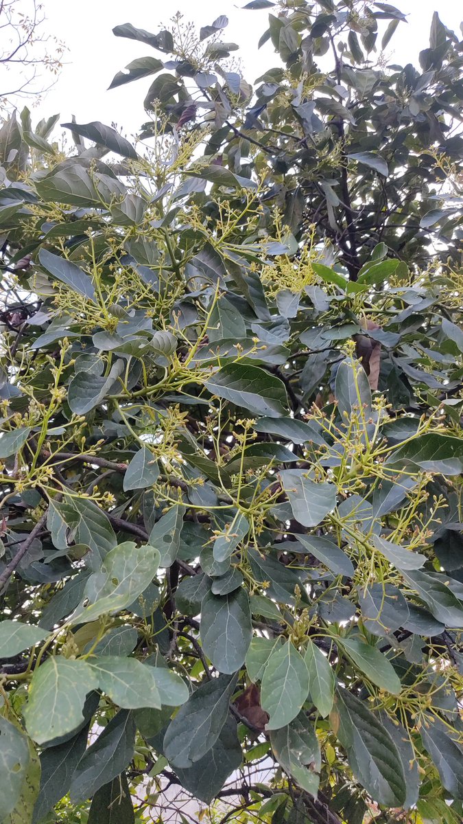 Flor de Aguacate Hass.