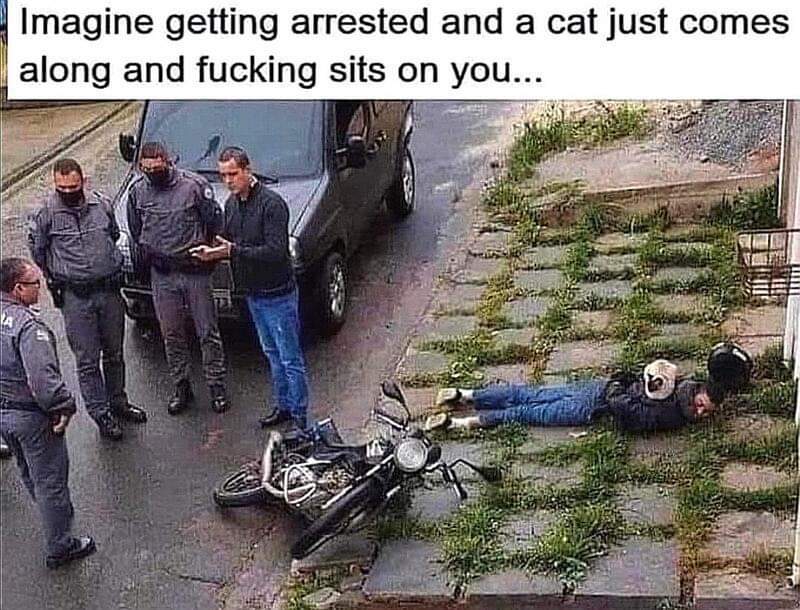 Damn cats🤣