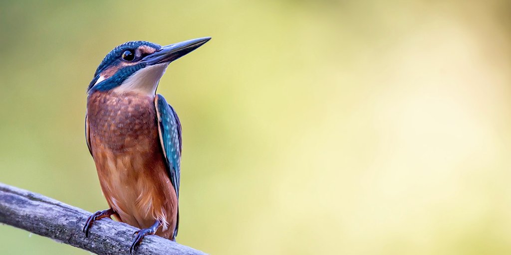 guarda_rios's tweet photo. O Guarda Rios é uma ave migratória elegante e ágil. Quando sobrevoa rasante a água dos rios, as suas penas azuis fazem pensar que um clarão de cor passou por nós. Este vinho encontrou no Alentejo o local ideal para expressar a sua exuberância e vivacidade. https://t.co/qwZ1qiiHWQ