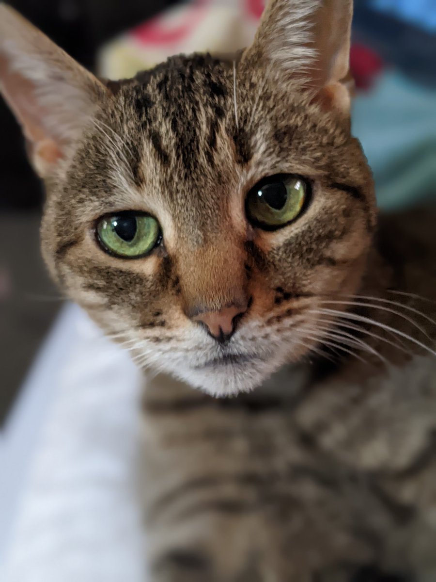 My Fur Baby 🐱
#oldman #CatsOfTwitter #cats #greeneyes