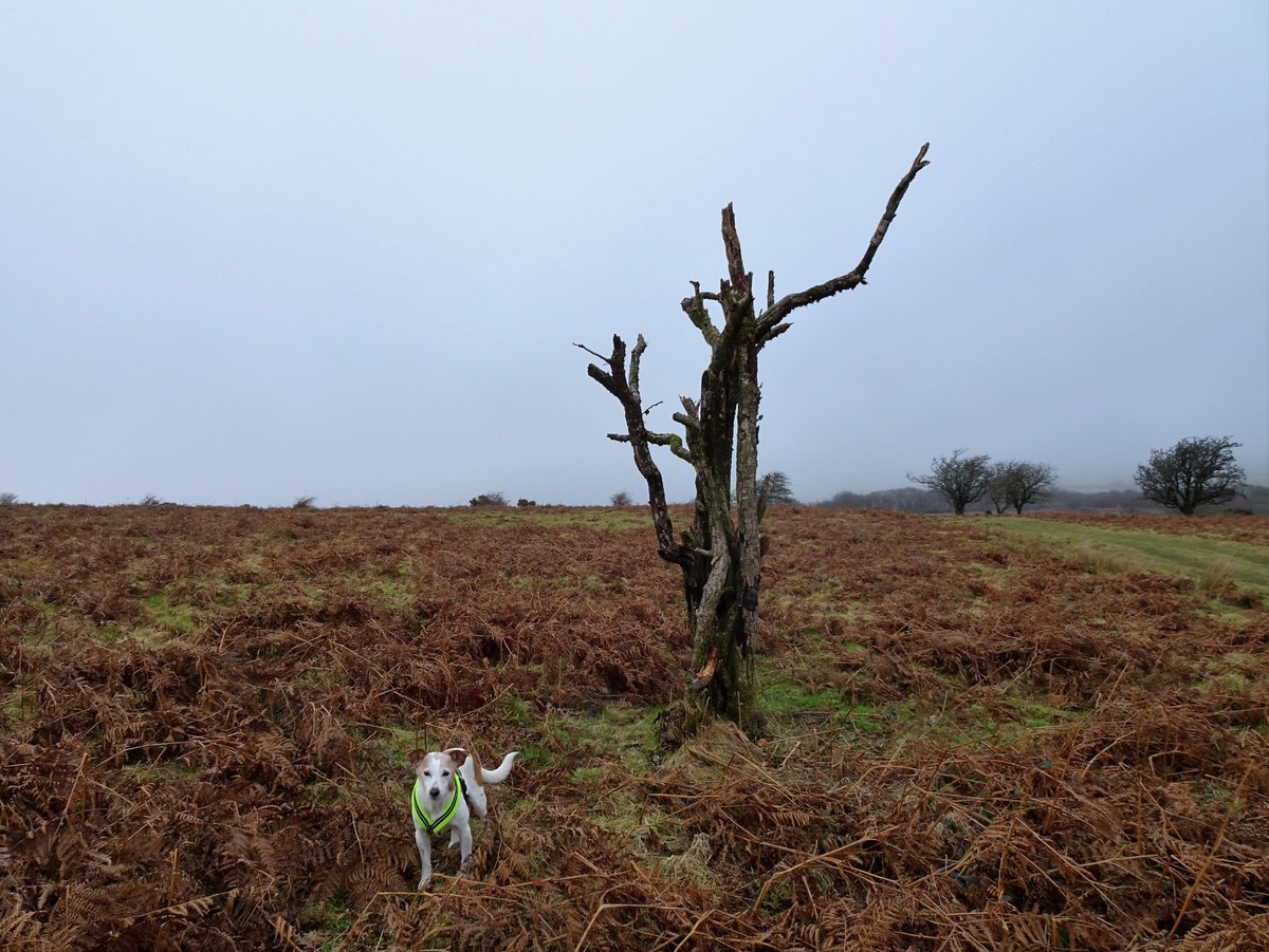 Tufters1's tweet photo. The view to #Dunkery was obscured by foggy mist today.  Strong gusts of wind catching us at this spot on Winsford Hill.  #Exmoor #Weather #skeletontrees and a #Jackrussellterrier 🐕 https://t.co/Z9LPCQvg1s