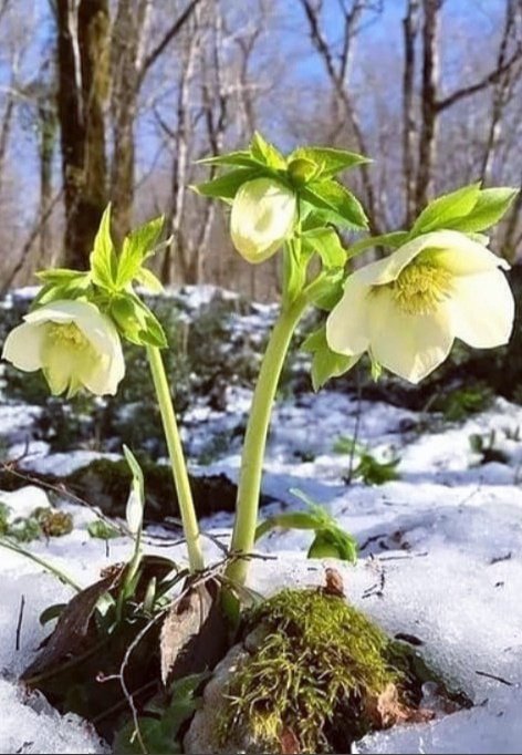 Зимовник цветок. Первоцвет морозник кавказский. Морозник (Helleborus) кавказский. Зимовник морозник. Зимовник морозник кавказский.