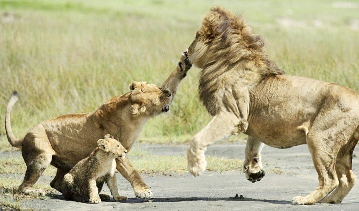 смешной лев. животные метят территорию. львы в дикой природе. львица. львы спариваются.