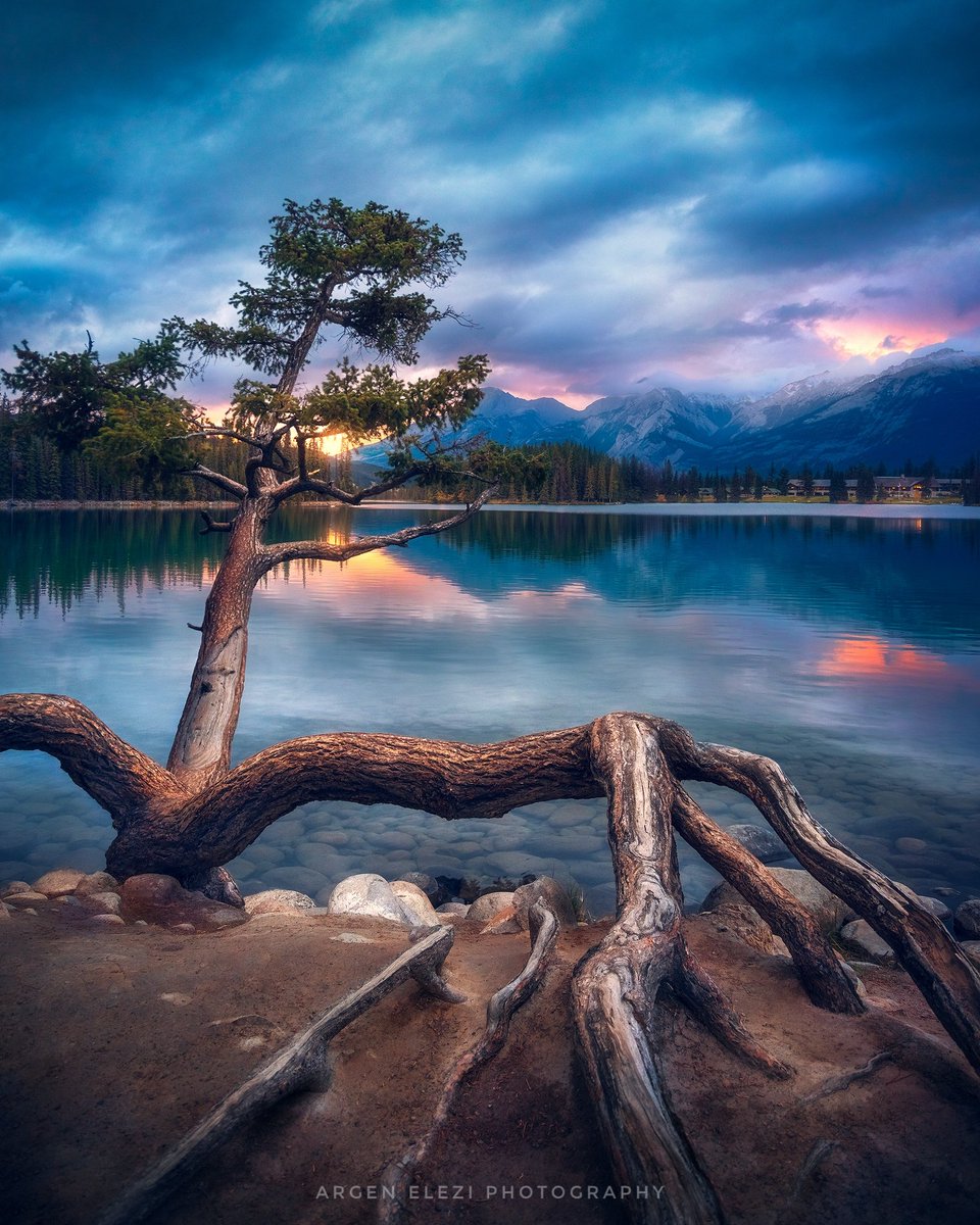 ArgenElezi's tweet photo. Early morning light and a tree that looks like it's about to come to life 

#photography #travel #NFTCommunity https://t.co/AnshM9kdrZ