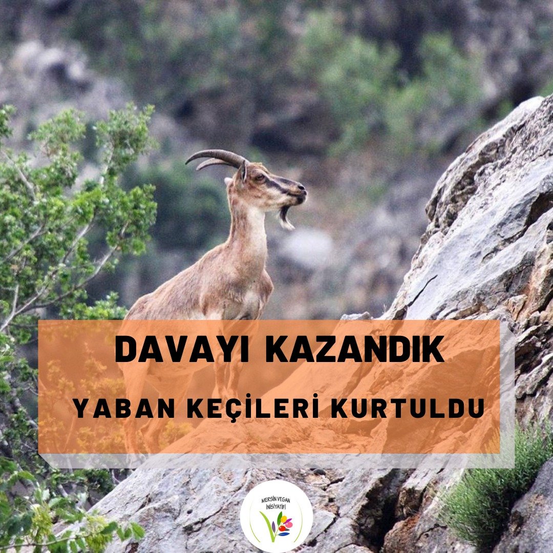 Çukurova bölgesindeki yaban keçilerinin katledilmesine izin veren ihaleye karşı açılan davayı kazandık. İhalenin iptaline karar verildi.

Tüm türler özgürleşene dek mücadelemiz devam edecektir✌️🌱
Yaşam hakkı her canlının en temel hakkıdır!🐐
YAŞAMI SAVUN! #veganol