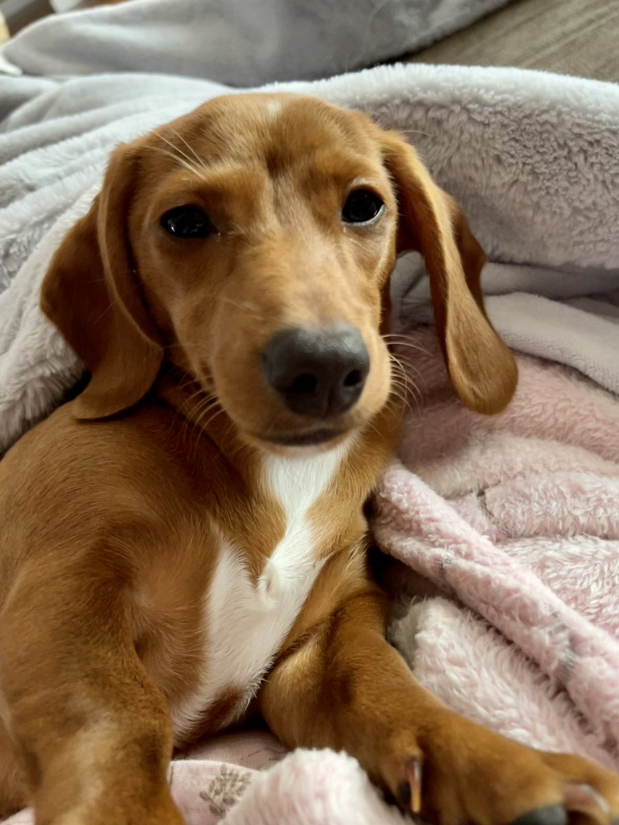 RosiePosieBoops tweet picture