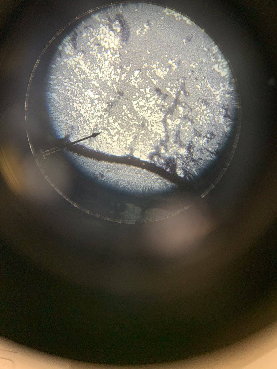 Mrs.V's Classroom tweet media