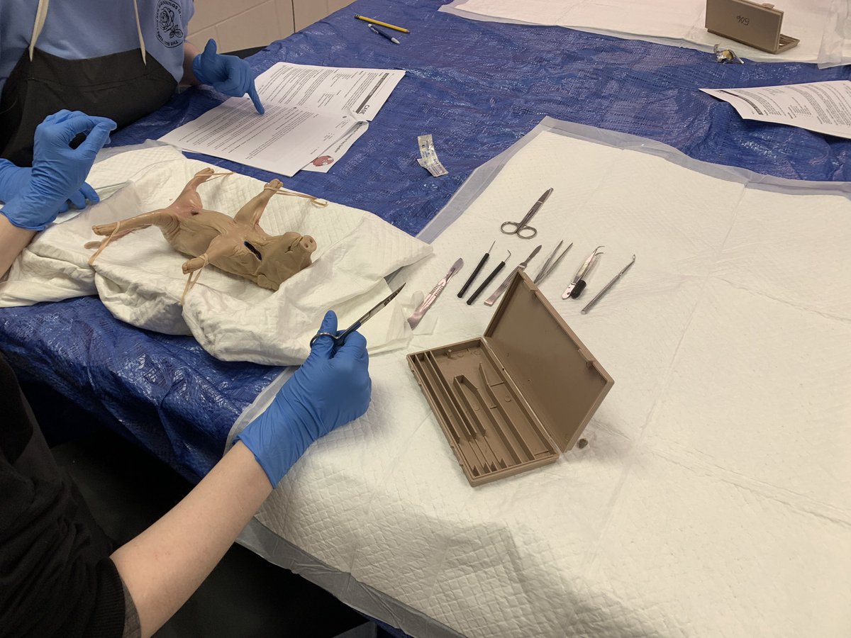 Mrs.V's Classroom tweet media