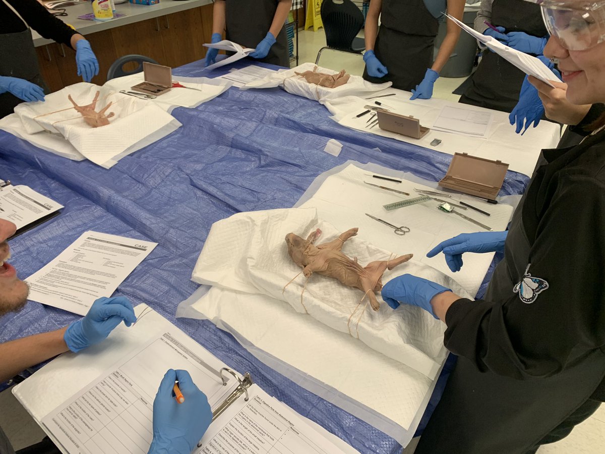 Mrs.V's Classroom tweet media