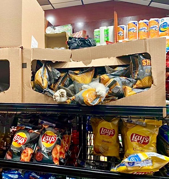 Bodegacats_'s tweet image. 