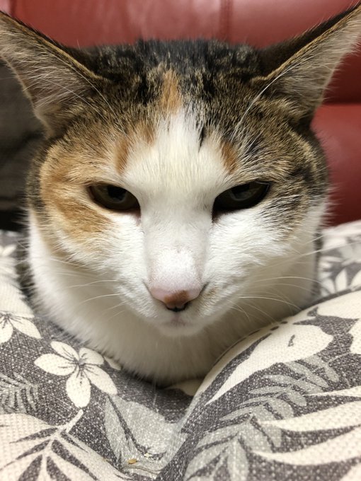 ログインボーナス 