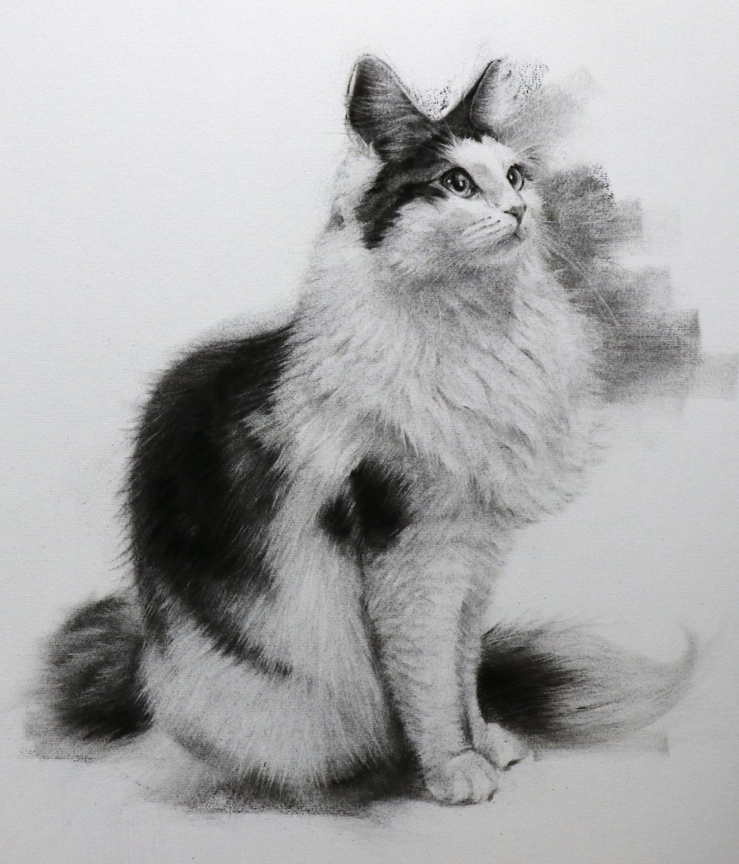 猫のデッサン 108【生配信】猫 デッサン how to draw with pencil - YouTube