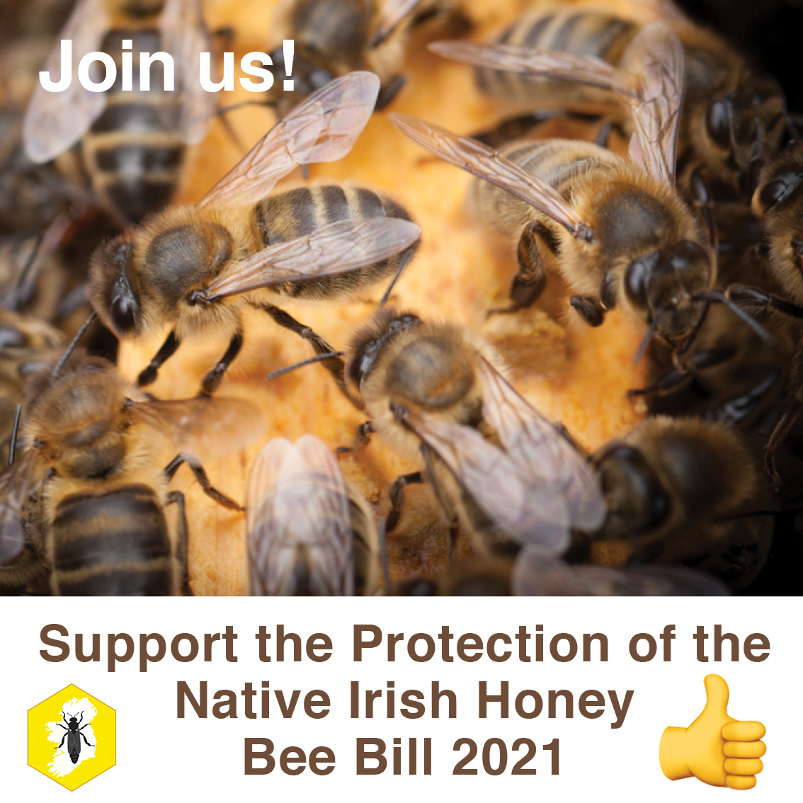 nihbs's tweet photo. Please help us support the Protection of the Native Irish Honey Bee Bill 2021, introduced to Seanad Éireann by Senator @VincentPMartin1 Will you join the fight by sending a letter to your local Senator/TD? Download a copy on our website: https://t.co/59nbuq5ELn. https://t.co/Um1DpXOZMs